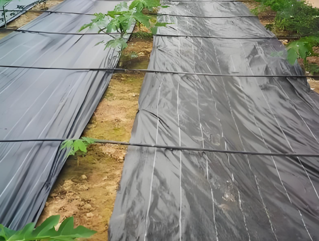 Eco-Friendly Biodegradable Weed Control Fabric