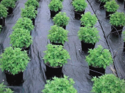 Maison & Jardin Tissu de lutte contre les mauvaises herbes (catégorie grand public)