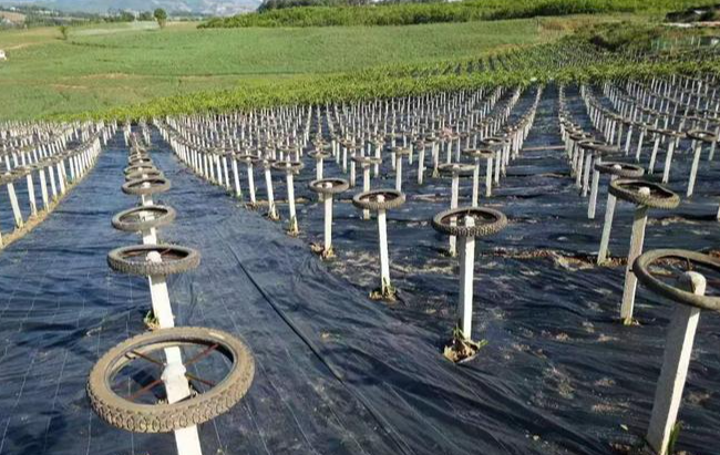 Weed Suppression Scrim (Lightweight)