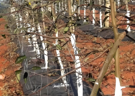 Orchard Weed Control Fabric