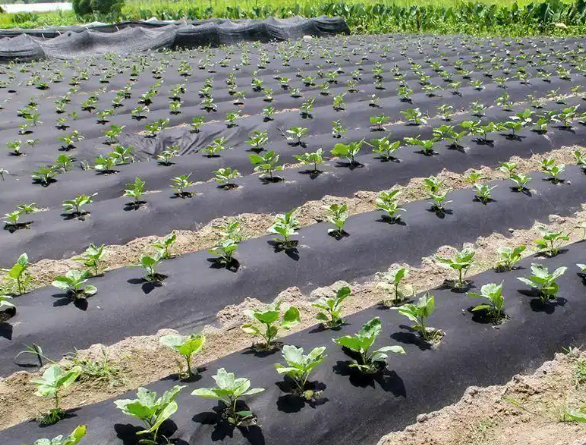 Orchard Weed Control Fabric