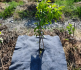 Orchard Weed Control Fabric