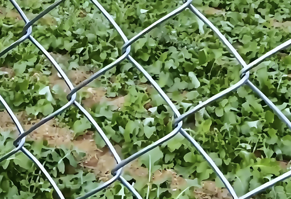 Maille décorative en métal de fer galvanisé pour le paysage extérieur