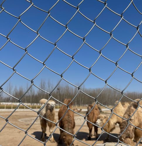 Food-grade Poultry Farm Woven Wire Mesh