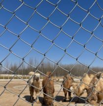 Food-grade Poultry Farm Woven Wire Mesh