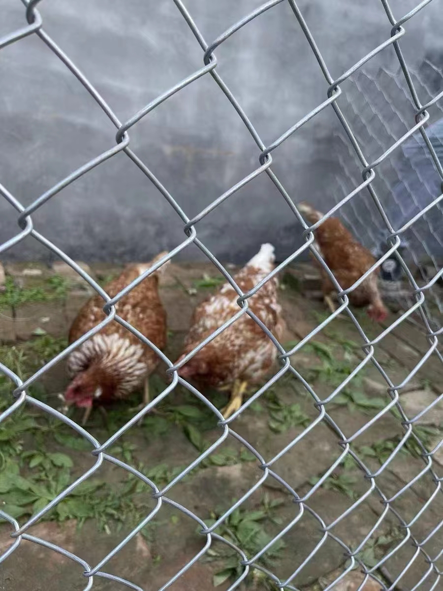 Food-grade Poultry Farm Woven Wire Mesh