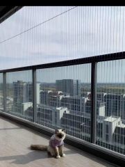 Pet-Focused Invisible Safety Net