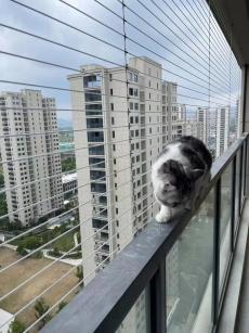 ตาข่ายป้องกันที่มองไม่เห็นเฉพาะสัตว์เลี้ยง