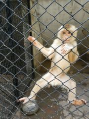 Stainless Steel Rope Mesh for Zoo Animal Enclosures