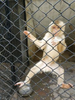 Maille de <span>corde</span> d'acier inoxydable pour les clôtures animales de zoo