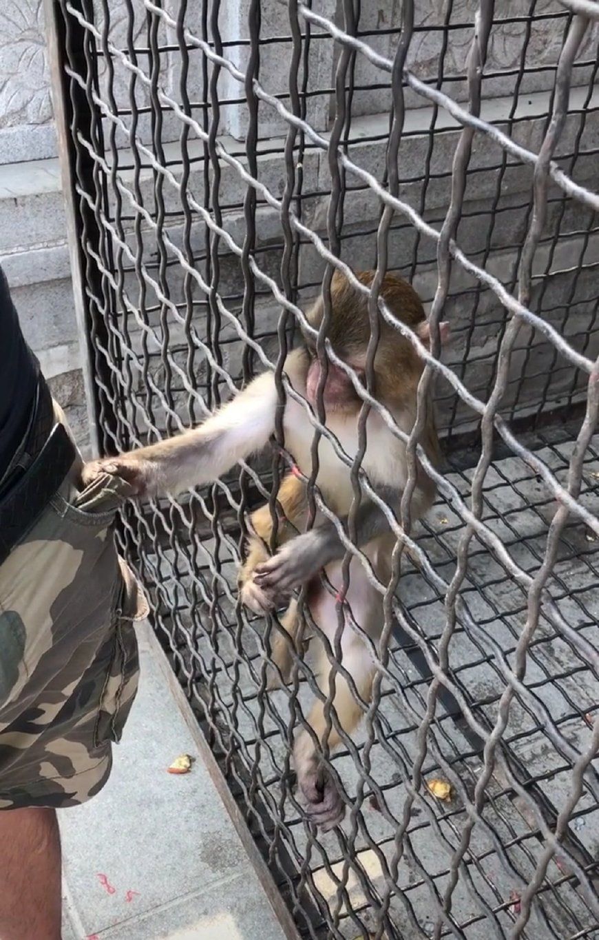 Jala Tali Baja Tahan Karat untuk Tempat Hewan Kebun Binatang