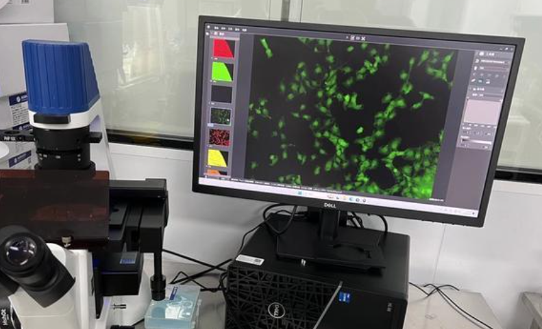 จุลทรรศน์สแกนเลเซอร์ฟลูออเรสเซนต์ชีววิทยา