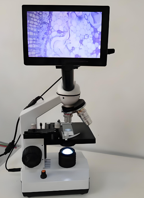 Kính hiển vi laser thú nhỏ trong cơ thể sống