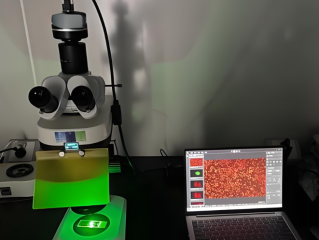 Kính hiển vi laser thú nhỏ trong cơ thể sống