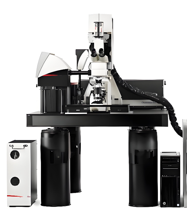 Kính hiển vi lazer hai photon trong cơ thể sống