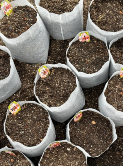 ถุงปลูกต้นกล้าโรงเรือน PE ที่ทำลายได้ด้วยแสง