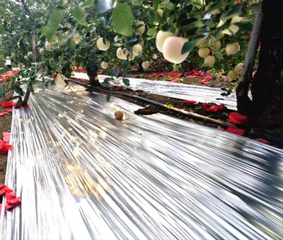 Paillis réfléchissant composite de papier d'aluminium