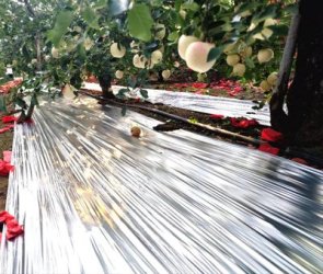 Mulsa Reflektif Komposit <span>Foil</span> Aluminium