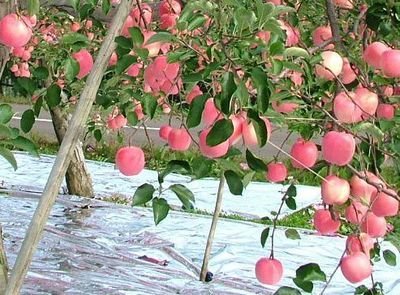 Aluminum Foil Composite Reflective Mulch