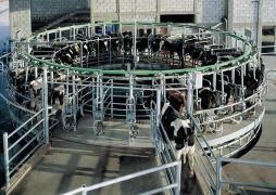 Rotary Milking Parlor