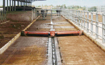 Système automatique de grattoir de fumier pour des maisons de bétail