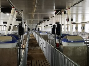 Station d'alimentation électronique intelligente de truie (ESF) pour truies logées en groupe