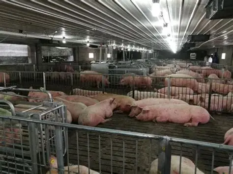 Intelligent Electronic Sow Feeding (ESF) Station for Group-Housed Sows