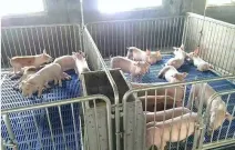 Stylo de pépinière de porcelet